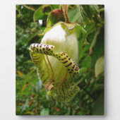 Capanea grandiflora fotoplaat (Voorkant)