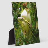 Capanea grandiflora fotoplaat (Zijkant)