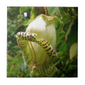 Capanea Grandiflora Tegeltje (Voorkant)