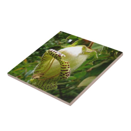 Capanea Grandiflora Tegeltje (Zijkant)