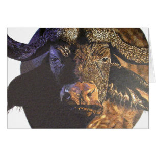Cape Buffalo