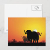 Cape Buffalo Briefkaart (Voorkant / Achterkant)