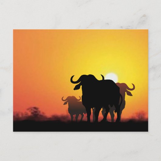 Cape Buffalo Briefkaart (Voorkant)