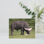 Cape Buffalo Eating Briefkaart (Staand voorkant)