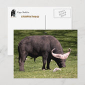 Cape Buffalo Eating Briefkaart (Voorkant / Achterkant)
