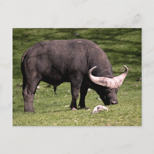 Cape Buffalo Eating Briefkaart (Voorkant)