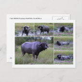 Cape Buffalo Enjoying Mud Bath, Zuid-Afrika Briefkaart (Voorkant / Achterkant)