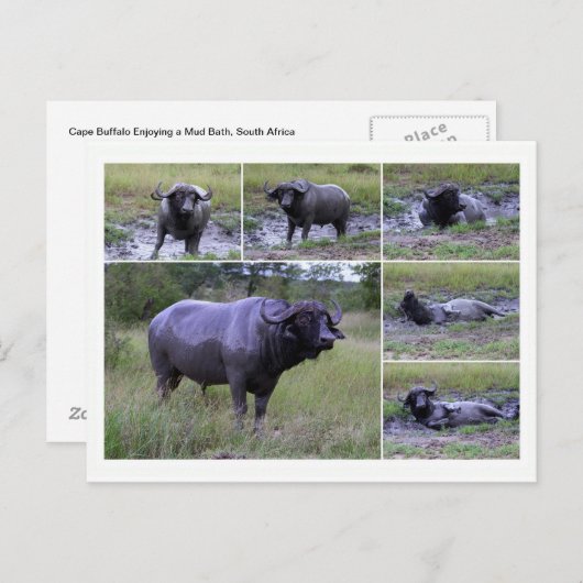 Cape Buffalo Enjoying Mud Bath, Zuid-Afrika Briefkaart (Voorkant / Achterkant)