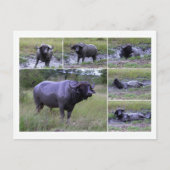 Cape Buffalo Enjoying Mud Bath, Zuid-Afrika Briefkaart (Voorkant)