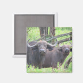 cape buffalo magneet (Voorkant / Achterkant)