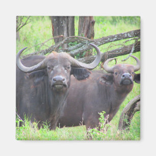 cape buffalo magneet