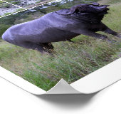 Cape Buffalo Mud Bath 10 by 8 Poster (Hoek)