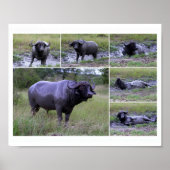 Cape Buffalo Mud Bath 10 by 8 Poster (Voorkant)