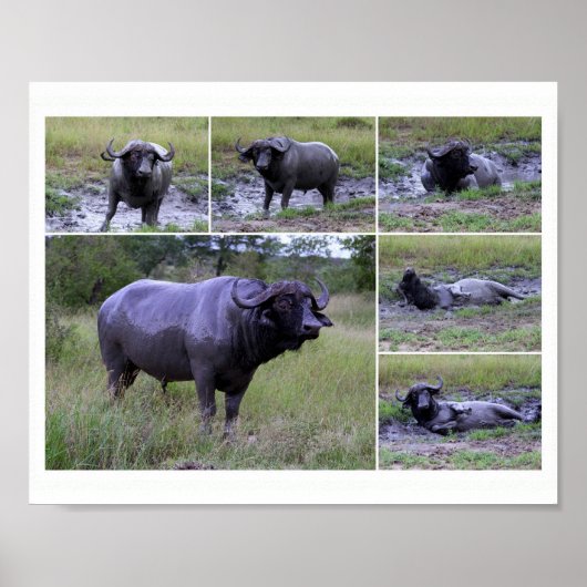 Cape Buffalo Mud Bath 10 by 8 Poster (Voorkant)