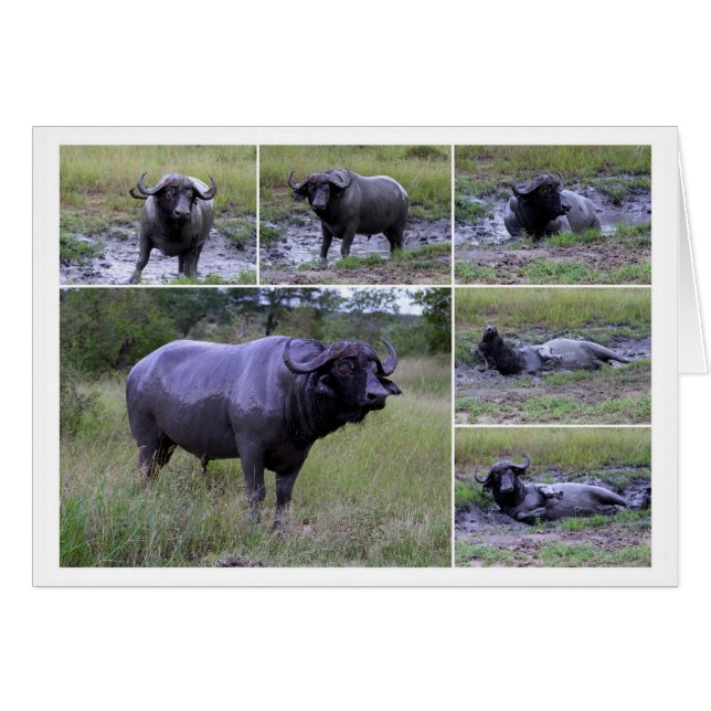 Cape Buffalo Mud Bath Collage Kaart (Voorkant Horizontaal)