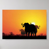 Cape Buffalo Poster (Voorkant)
