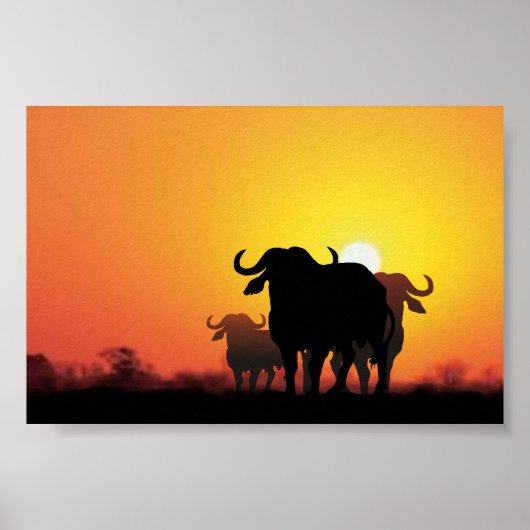 Cape Buffalo Poster (Voorkant)