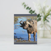 Cape Buffalo safari briefkaarten (Staand voorkant)