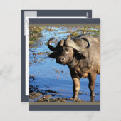 Cape Buffalo safari briefkaarten (Voorkant / Achterkant)
