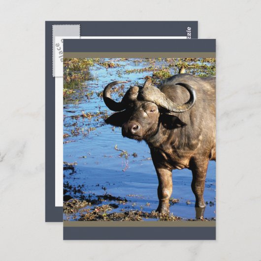 Cape Buffalo safari briefkaarten (Voorkant / Achterkant)