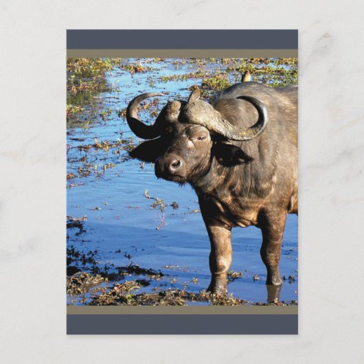 Cape Buffalo safari briefkaarten (Voorkant)