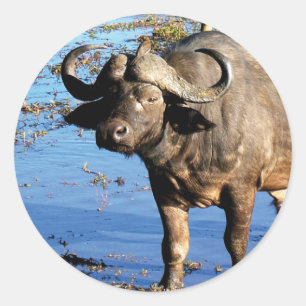 Cape Buffalo safari groot 5 stickers