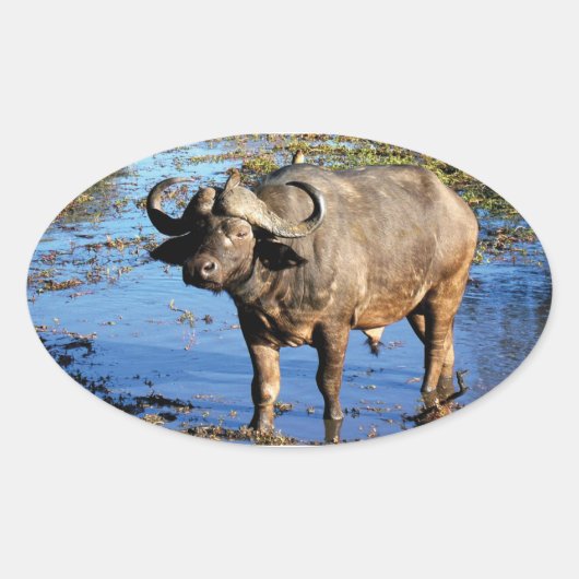 Cape Buffalo safari groot 5 stickers (Voorkant)