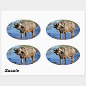 Cape Buffalo safari groot 5 stickers (Vel)