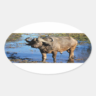 Cape Buffalo safari groot 5 stickers
