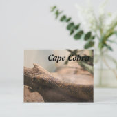 Cape Cobra Briefkaart (Staand voorkant)