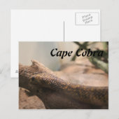 Cape Cobra Briefkaart (Voorkant / Achterkant)