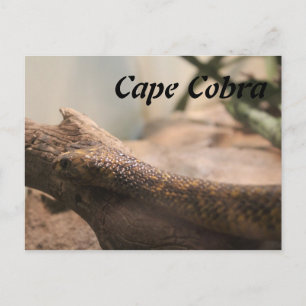 Cape Cobra Briefkaart