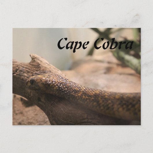 Cape Cobra Briefkaart (Voorkant)