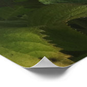 Cape Cod Hydrangea Home Poster (Hoek)