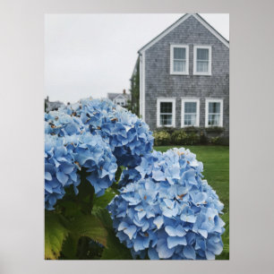 Cape Cod Hydrangea Home Poster