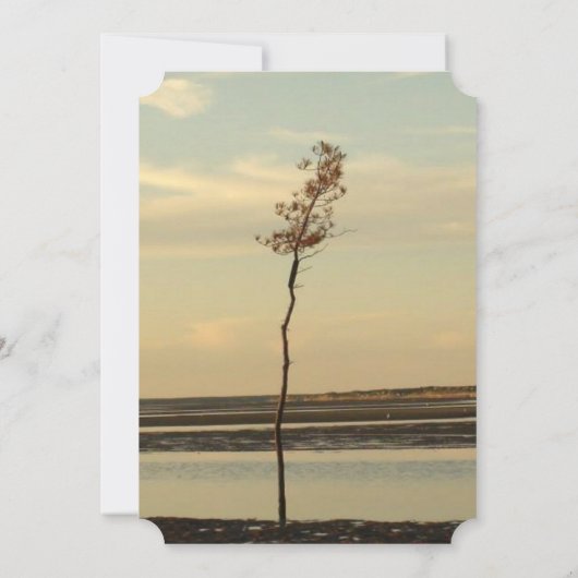 Cape Cod Lone Tree on Beach Uitnodigingen voor bru (Achterkant)