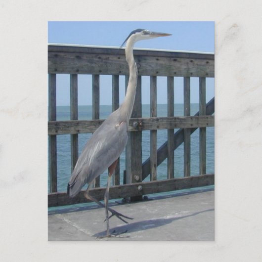 Cape Coral Florida briefkaart (Voorkant)