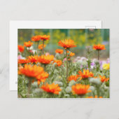 Cape Daisy [Briefkaart] Briefkaart (Voorkant / Achterkant)