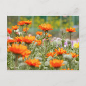 Cape Daisy [Briefkaart] Briefkaart (Voorkant)