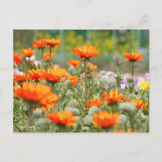 Cape Daisy [Briefkaart] Briefkaart (Voorkant)
