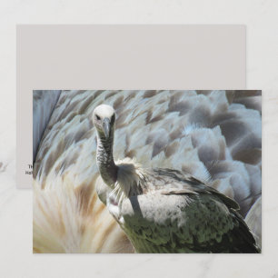 Cape Griffon Vulture Platte Kaart
