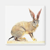 Cape Hare 2010 2 Magneet (Voorkant)
