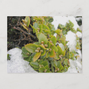 Cape Horn, Chili Nothofagus Coihue 2 Briefkaart