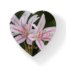 Cape Lilies Hartgewicht