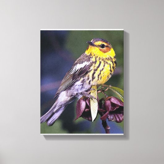 Cape May Warbler Bird Lovers Gifts Canvas Afdruk (Voorkant)
