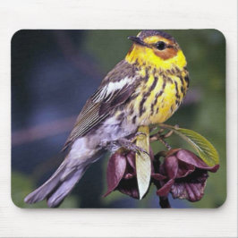 Cape May Warbler Bird Lovers Gifts Muismat