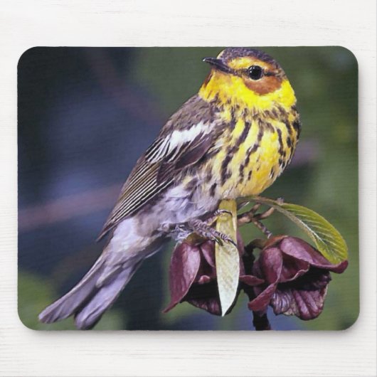 Cape May Warbler Bird Lovers Gifts Muismat (Voorkant)