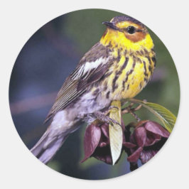 Cape May Warbler Bird Lovers Gifts Ronde Sticker