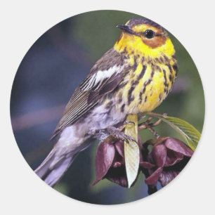 Cape May Warbler Bird Lovers Gifts Ronde Sticker