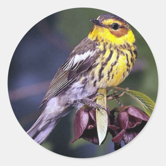 Cape May Warbler Bird Lovers Gifts Ronde Sticker (Voorkant)